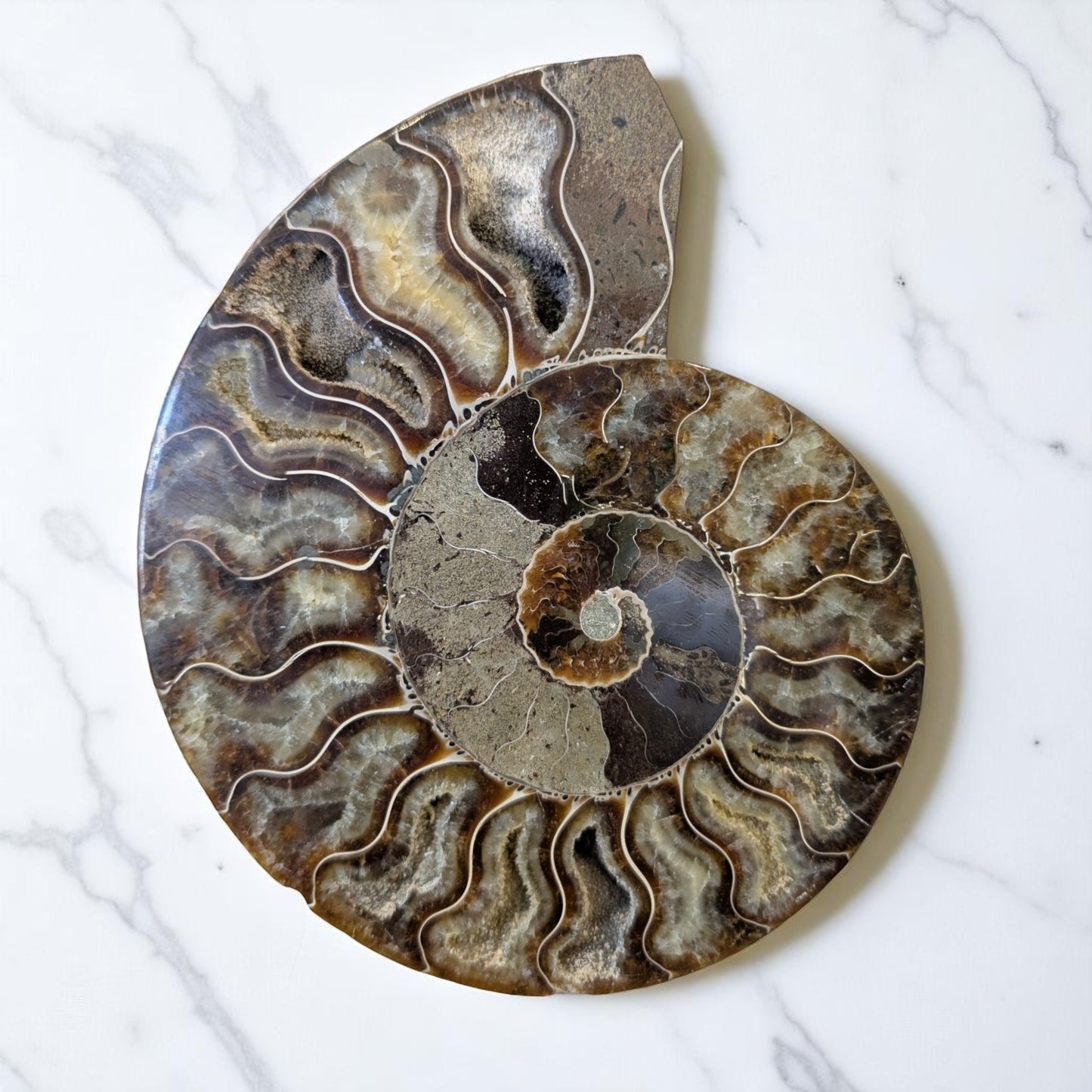 Large Nautilus Ammonite sold as a pair - 16cm