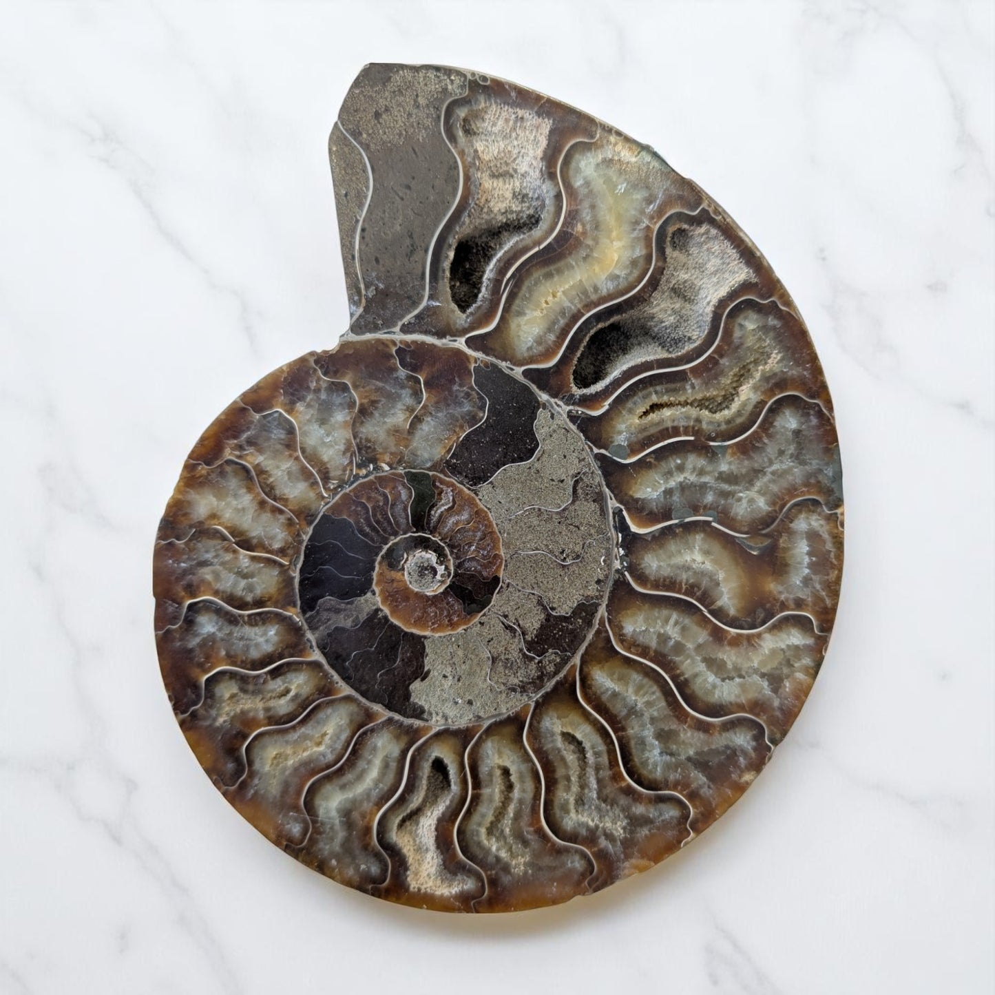 Large Nautilus Ammonite sold as a pair - 16cm
