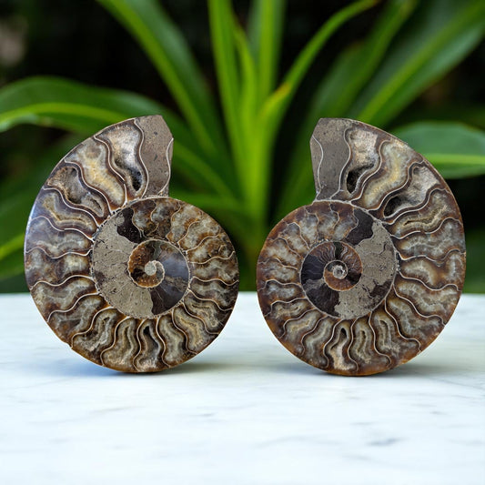 Large Nautilus Ammonite sold as a pair - 16cm